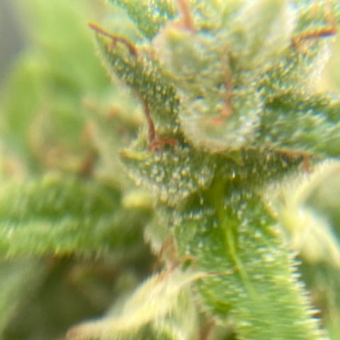 V3 growlog timeline photo