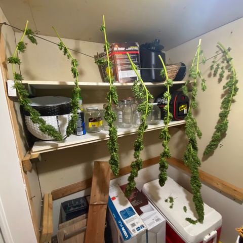 V3 growlog photo: Séchage chez Nick 