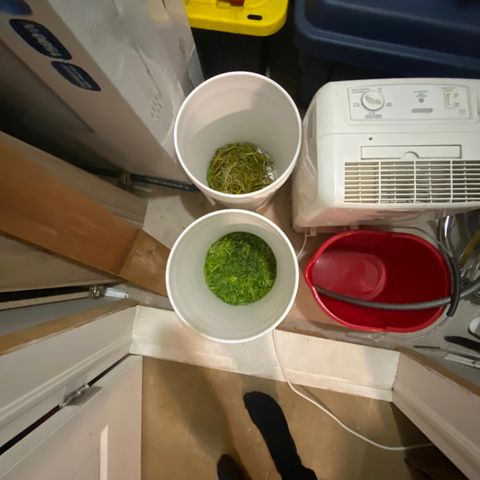 V3 growlog photo: Séchage chez Nick 