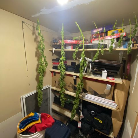 V3 growlog photo: Séchage chez Nick 