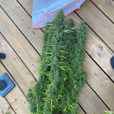 V3 growlog photo: Séchage chez Nick 
