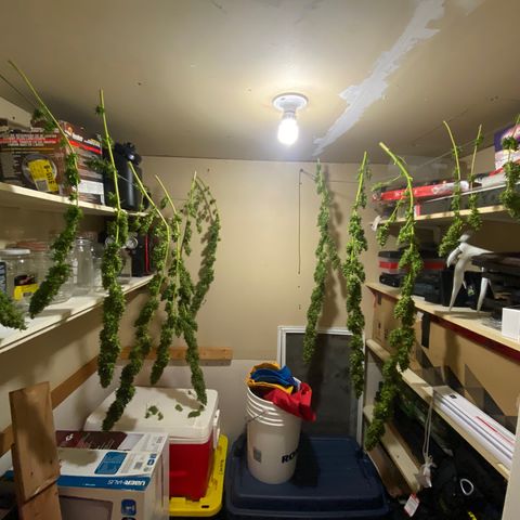 V3 growlog photo: Séchage chez Nick 