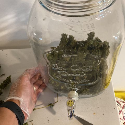 V3 growlog timeline photo