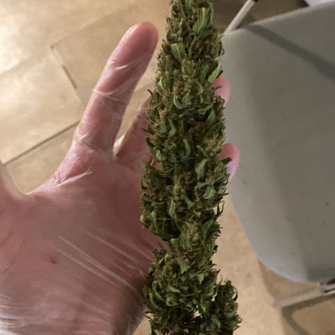 V3 growlog timeline photo