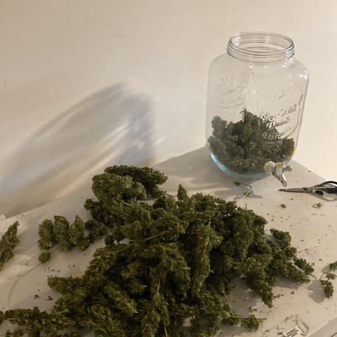 V3 growlog timeline photo