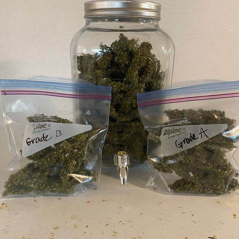 V3 growlog timeline photo