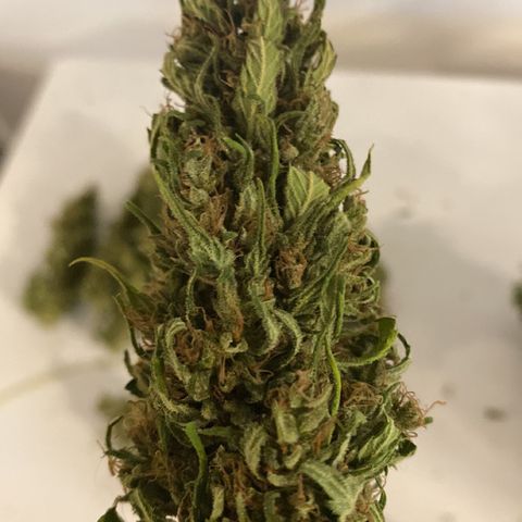 V3 growlog timeline photo
