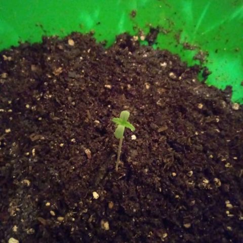 Purple Punch Auto growlog timeline photo
