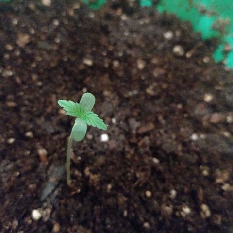 Purple Punch Auto growlog timeline photo