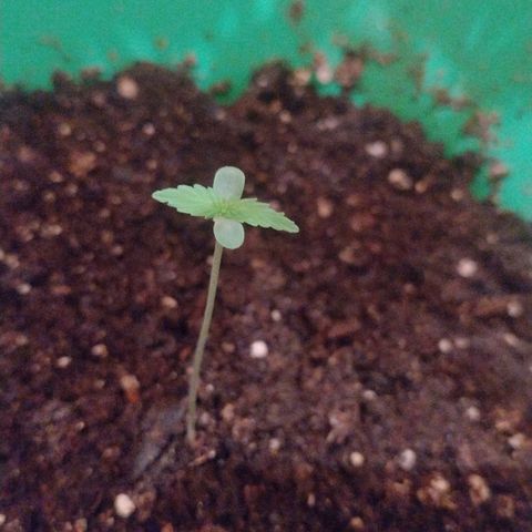 Purple Punch Auto growlog timeline photo