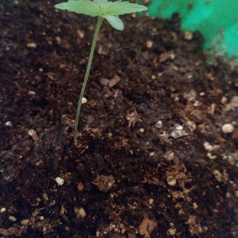Purple Punch Auto growlog timeline photo
