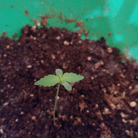 Purple Punch Auto growlog timeline photo