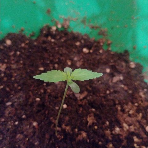 Purple Punch Auto growlog timeline photo