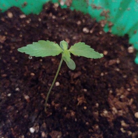 Purple Punch Auto growlog timeline photo