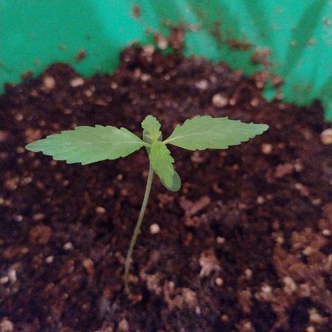 Purple Punch Auto growlog timeline photo