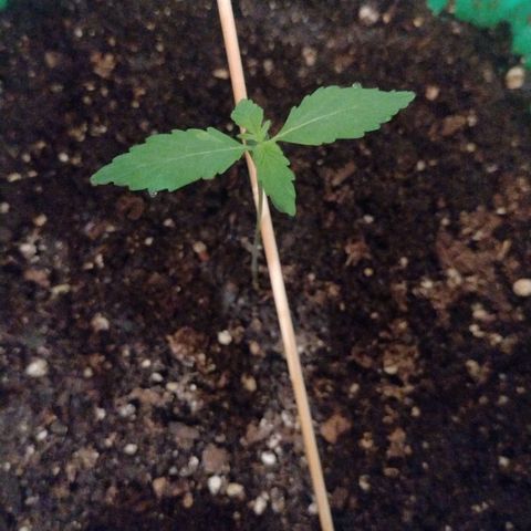 Purple Punch Auto growlog timeline photo