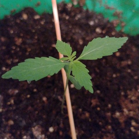 Purple Punch Auto growlog timeline photo