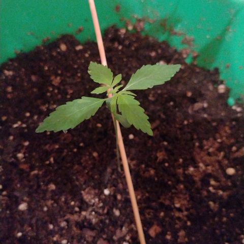 Purple Punch Auto growlog timeline photo
