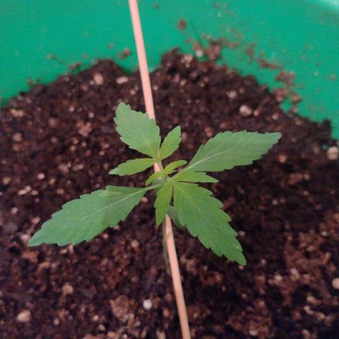 Purple Punch Auto growlog timeline photo