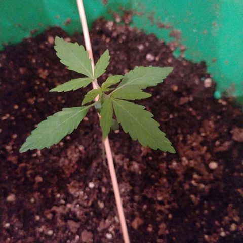 Purple Punch Auto growlog timeline photo