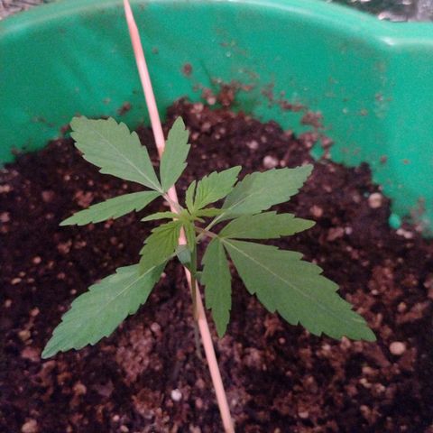 Purple Punch Auto growlog timeline photo