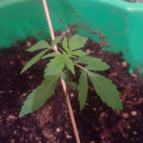 Purple Punch Auto growlog timeline photo