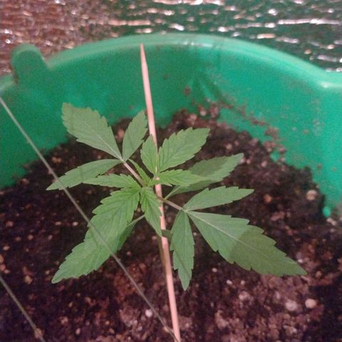 Purple Punch Auto growlog timeline photo