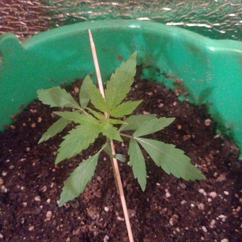 Purple Punch Auto growlog timeline photo