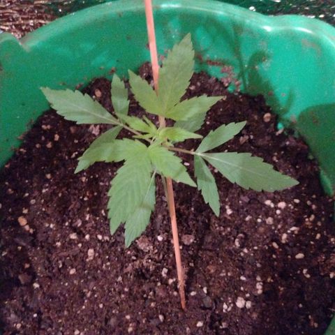 Purple Punch Auto growlog timeline photo