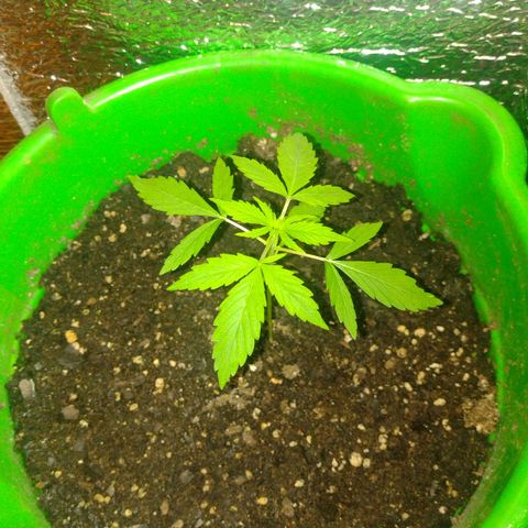Purple Punch Auto growlog timeline photo