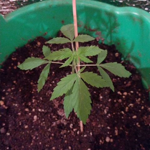 Purple Punch Auto growlog timeline photo