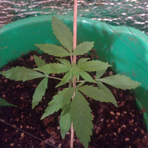 Purple Punch Auto growlog timeline photo