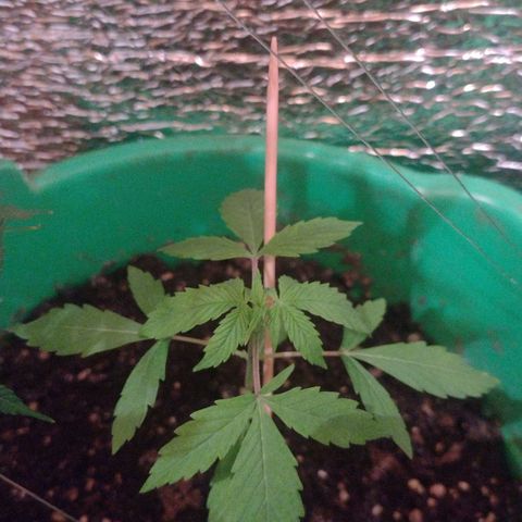 Purple Punch Auto growlog timeline photo