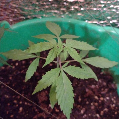 Purple Punch Auto growlog timeline photo
