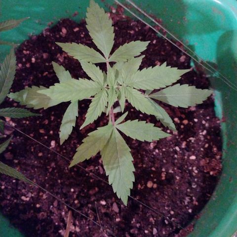 Purple Punch Auto growlog timeline photo