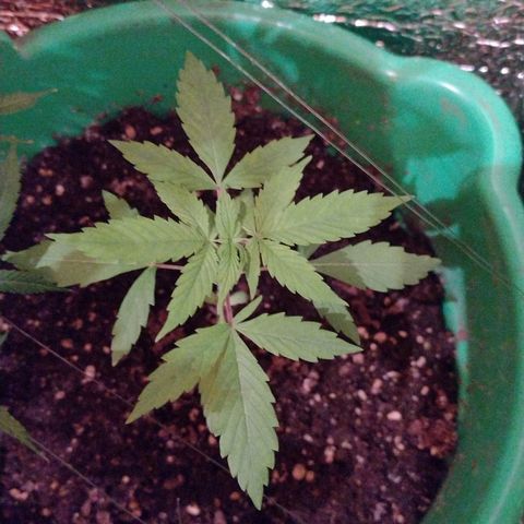 Purple Punch Auto growlog timeline photo