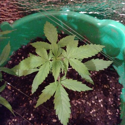Purple Punch Auto growlog timeline photo