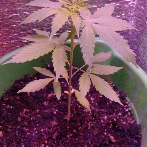 Purple Punch Auto growlog timeline photo