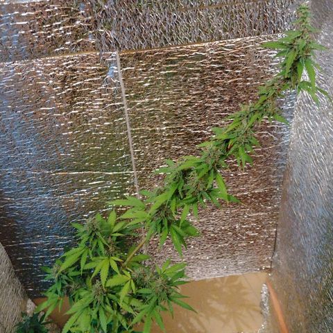 Purple Punch Auto growlog timeline photo