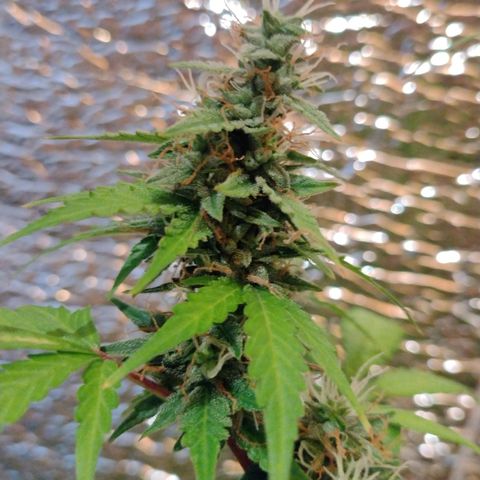 Purple Punch Auto growlog timeline photo