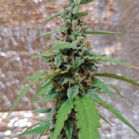 Purple Punch Auto growlog timeline photo