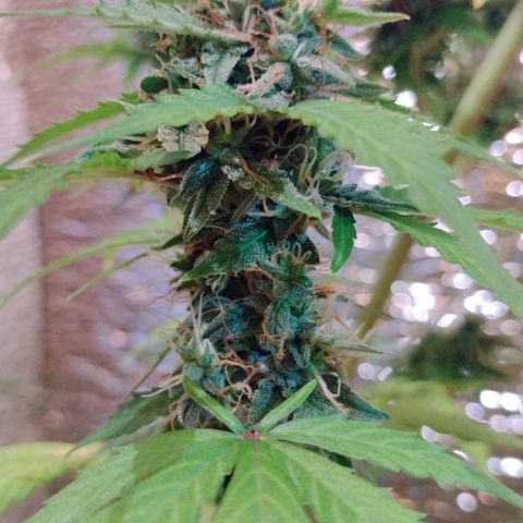 Purple Punch Auto growlog timeline photo