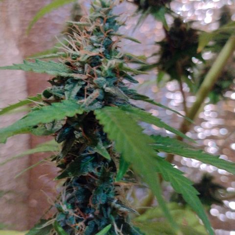 Purple Punch Auto growlog timeline photo