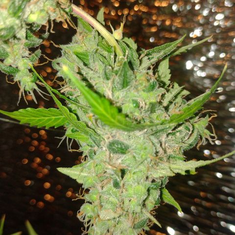 Purple Punch Auto growlog timeline photo
