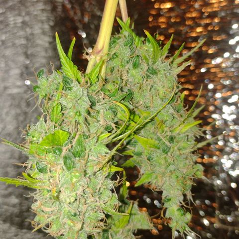 Purple Punch Auto growlog timeline photo