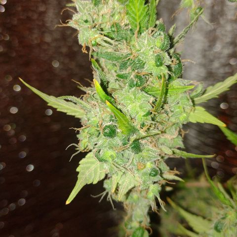 Purple Punch Auto growlog timeline photo