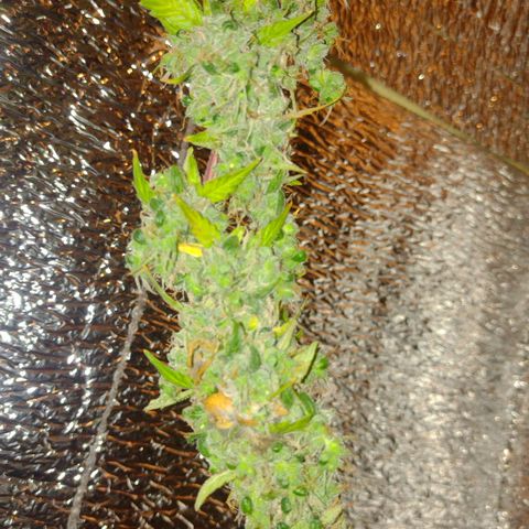 Purple Punch Auto growlog timeline photo