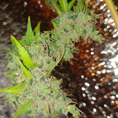 Purple Punch Auto growlog timeline photo