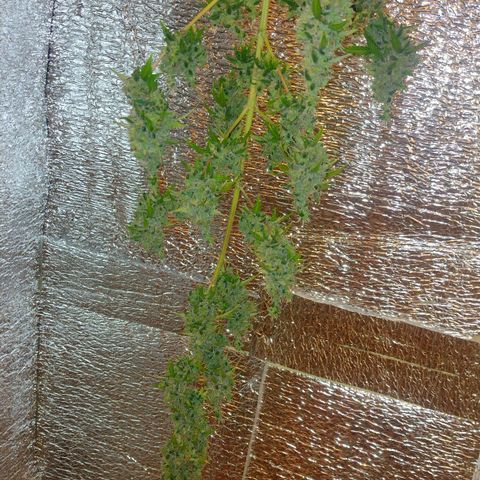 Purple Punch Auto growlog timeline photo