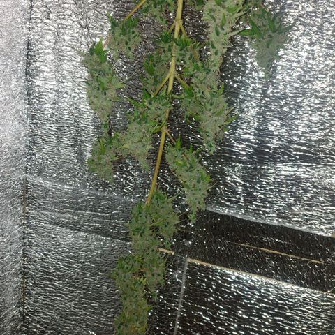Purple Punch Auto growlog timeline photo